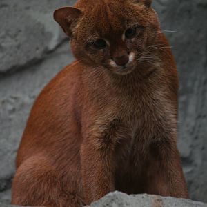 Jaguarundi