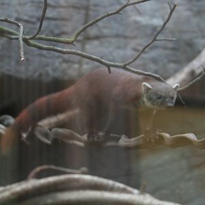 Ring-tailed mongoose