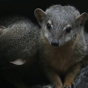 Narrow-striped mongoose