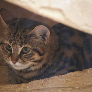 Black-footed cat