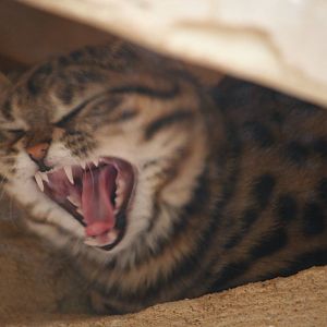 Black-footed cat