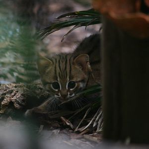 Rusty-spotted kitten