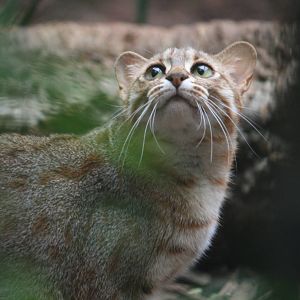 Rusty-spotted cat