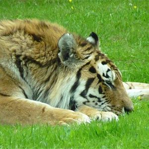 Turlough the Amur Tiger