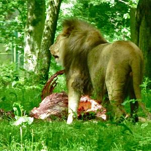 Lion with Carcass