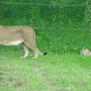 Lioness and Cubs