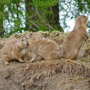 Prairie Dogs