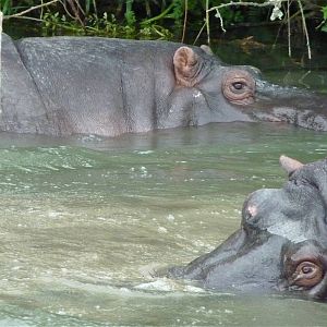 Spot and Sonia the Hippos