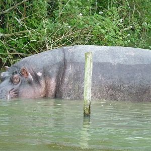 Spot and Sonia the Hippos