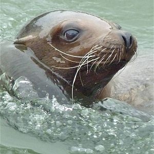 Sea Lion