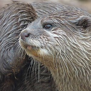 Short-Clawed Otter