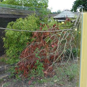 Jungle Kingdom - Coati Enclosure