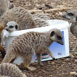 Meerkat Flavour Ice Cream Anyone?