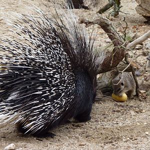 Porcupine and Meerkats