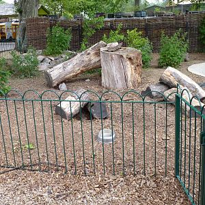 Jungle Kingdom - Giant Anteater Enclosure