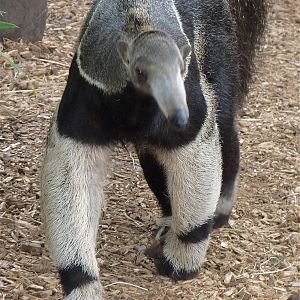 Bonito the Giant Anteater