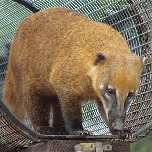 Ring-tailed Coati