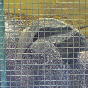 Star the Baby Anteater