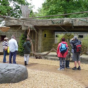 Jungle Kingdom - Monkey Temple