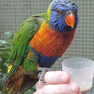 Rainbow Lorikeet (and my hand)