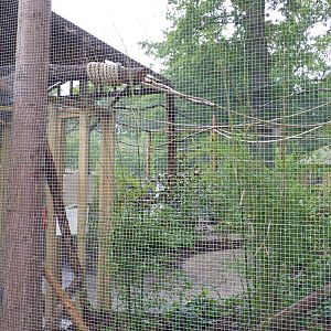 Jungle Kingdom - Lorikeet Aviary
