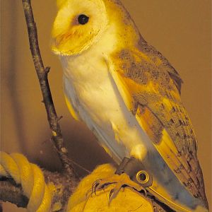 Barn Owl