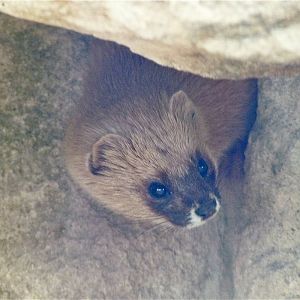 Siberian Weasel