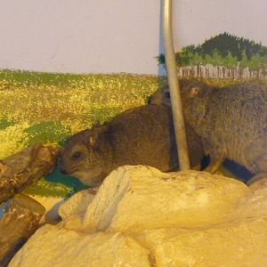 Arabian Rock Hyraxes