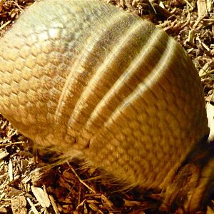 Three-Banded Armadillo