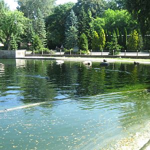 Pool for seals, Warsaw Zoo