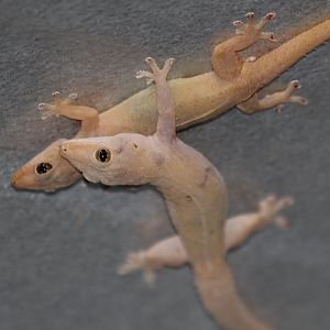 Asian House Gecko