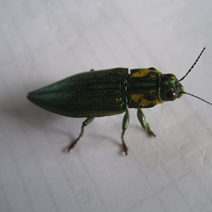 Beetle