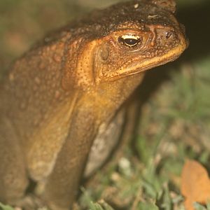 Cane Toad