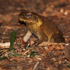 Cane Toad