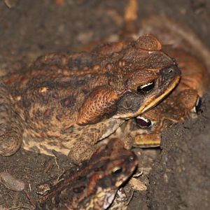 Cane Toad menage a trois