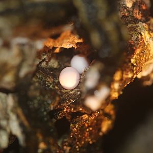 Gecko eggs