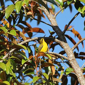 Olive-backed Sunbird female