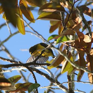 Olive-backed Sunbird female preening