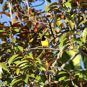 Olive-backed Sunbird male