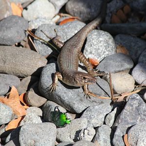 Pacific Black Skink