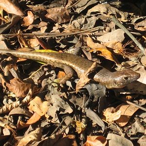 Pacific Black Skink