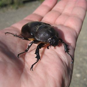 Rhinoceros Beetle female