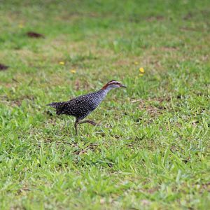 Banded Rail