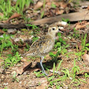 Lesser Golden Plover