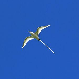 White-tailed Tropicbird