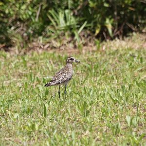 Pacific Golden Plover
