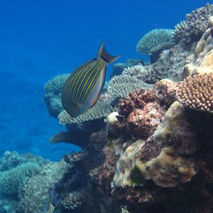 Lined Surgeonfish