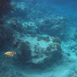 Fish in the Avatele Reef channel to the ocean