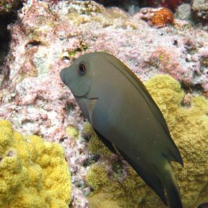 Brown Surgeonfish