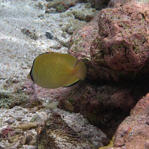 Citron Butterflyfish